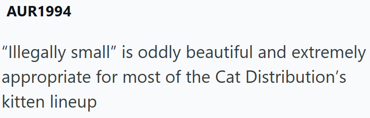 AUR1994 "Illegally small" is oddly beautiful and extremely appropriate for most of the Cat Distribution's kitten lineup