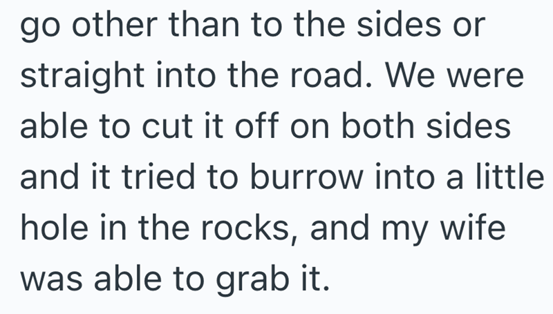 go other than to the sides or straight into the road. We were able to cut it off on both sides and it tried to burrow into a little hole in the rocks, and my wife was able to grab it.