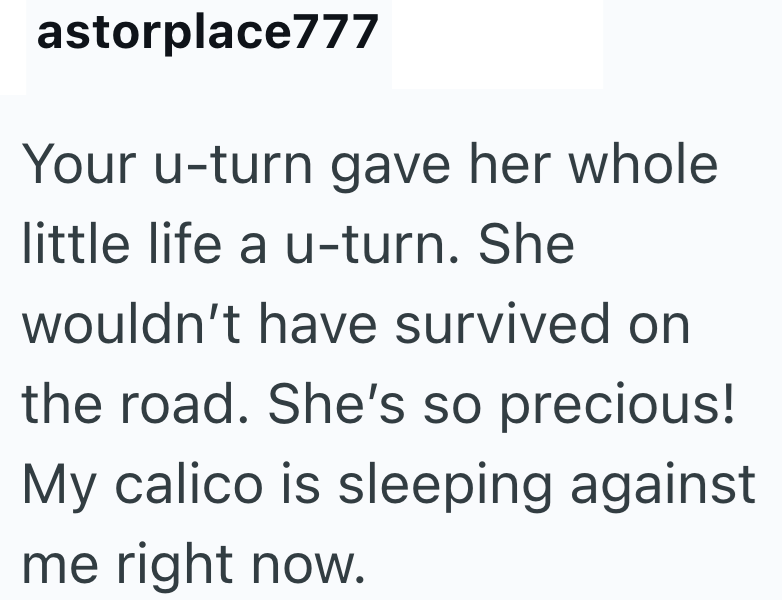 astorplace777 Your u-turn gave her whole little life a u-turn. She wouldn't have survived on the road. She's so precious! My calico is sleeping against me right now.