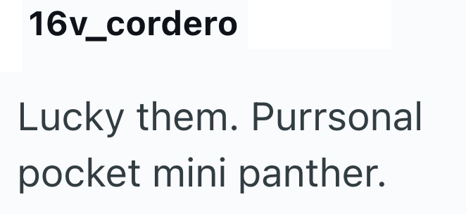 16v_cordero Lucky them. Purrsonal pocket mini panther.