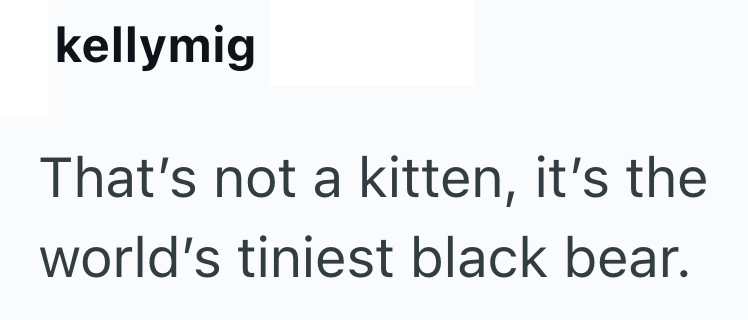 kellymig That's not a kitten, it's the world's tiniest black bear.