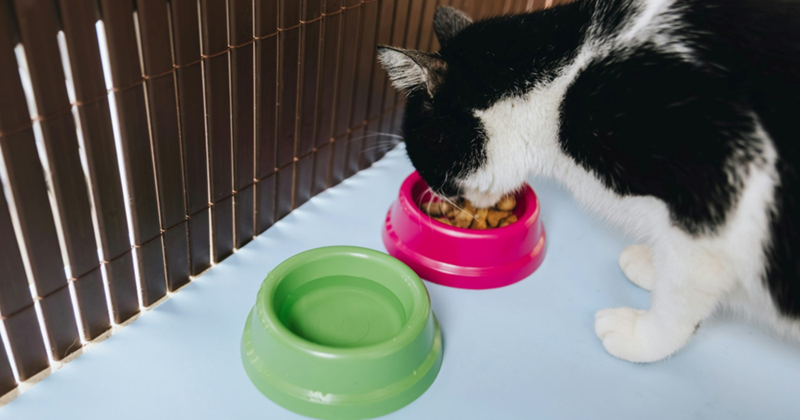 A black and white cat eating kibble from a pet food bowl with a water bowl beside it