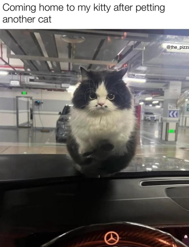 Coming home to my kitty after petting another cat 0 @the_pizza