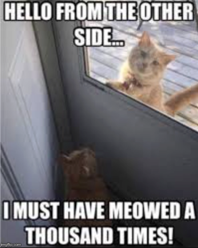 HELLO FROM THE OTHER SIDE... I MUST HAVE MEOWED A imgflip.com THOUSAND TIMES!