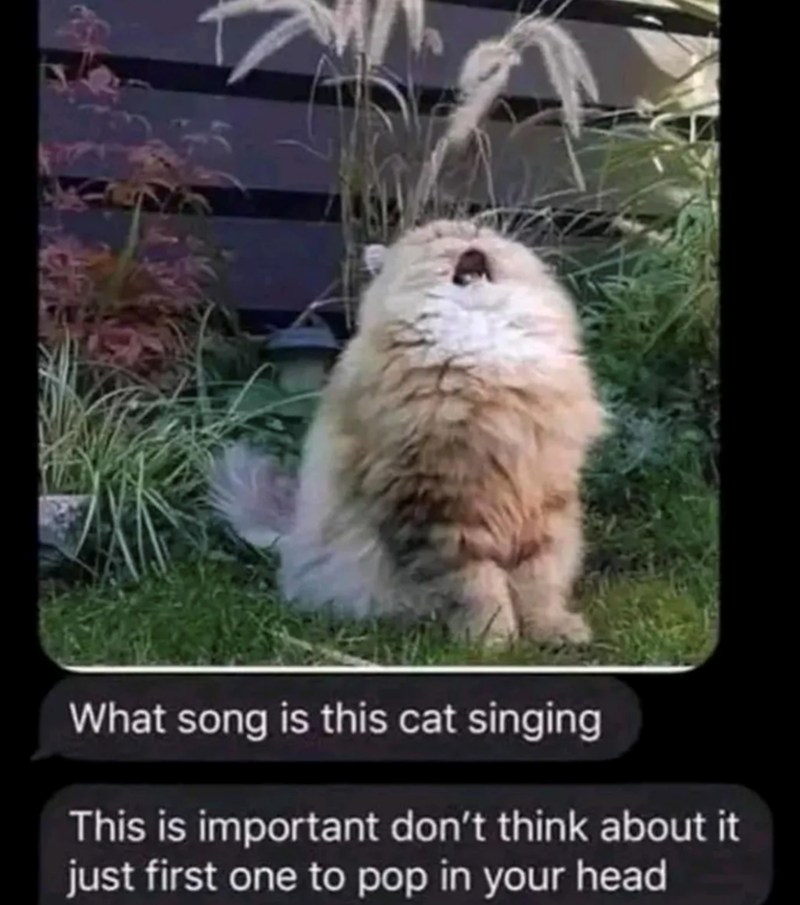 What song is this cat singing This is important don't think about it just first one to pop in your head