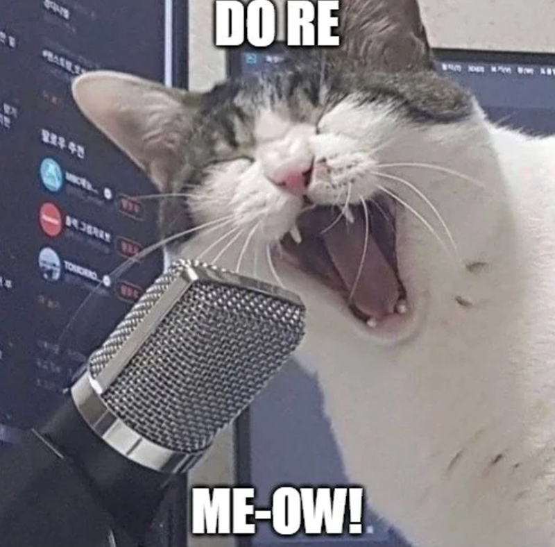 팔로우 추전 TOMORRO 804 DO RE ME-OW!
