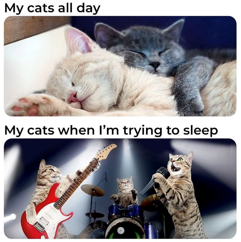 My cats all day My cats when I'm trying to sleep