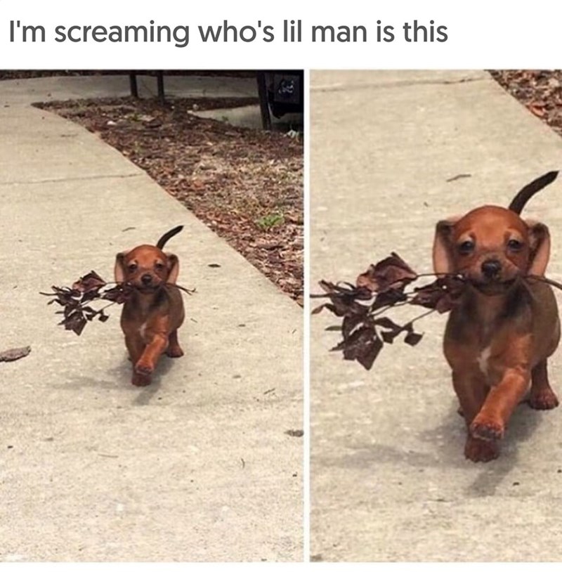I'm screaming who's lil man is this