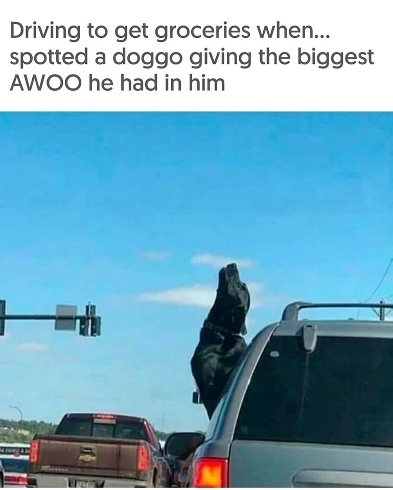 Driving to get groceries when... spotted a doggo giving the biggest AWOO he had in him
