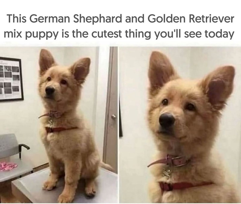 This German Shephard and Golden Retriever mix puppy is the cutest thing you'll see today
