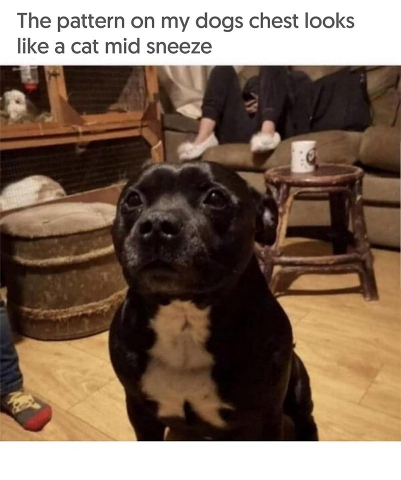 The pattern on my dogs chest looks like a cat mid sneeze