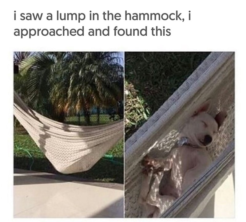 i saw a lump in the hammock, i approached and found this