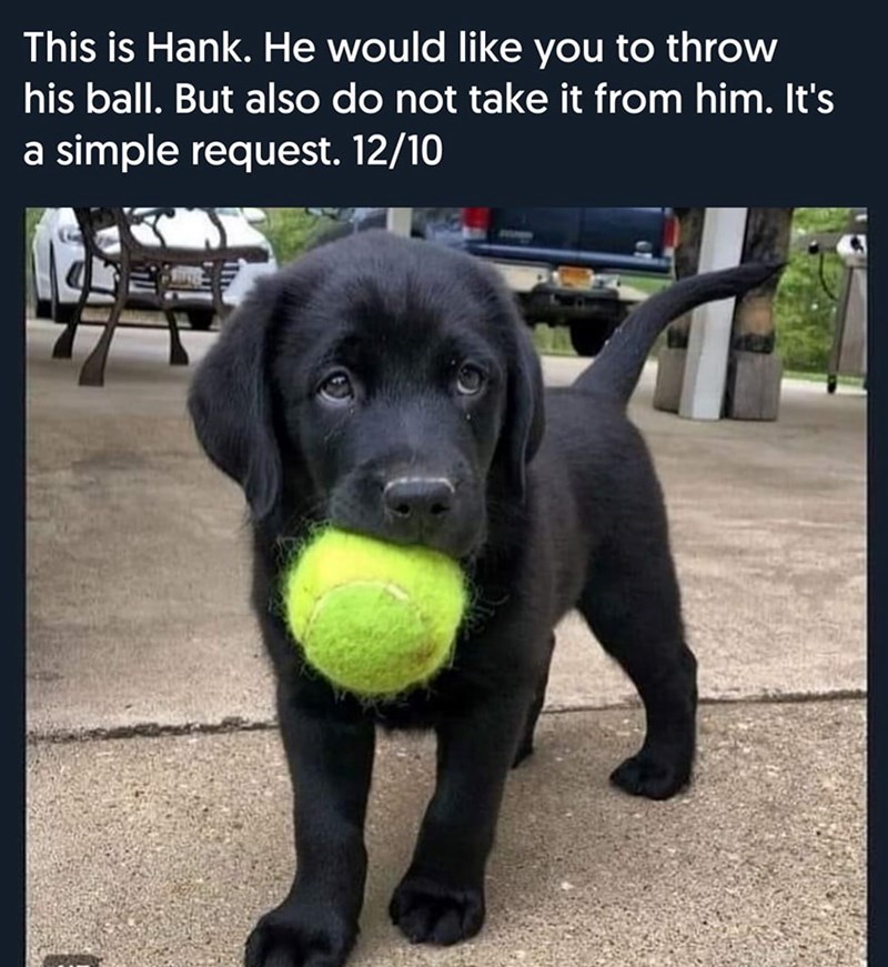 This is Hank. He would like you to throw his ball. But also do not take it from him. It's a simple request. 12/10