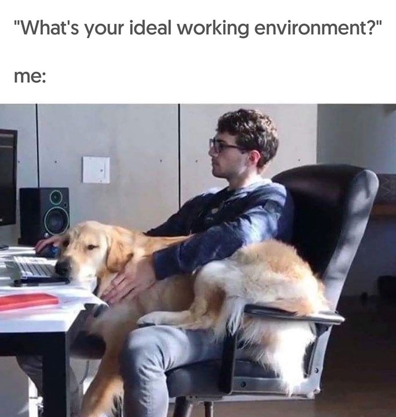 "What's your ideal working environment?" me:
