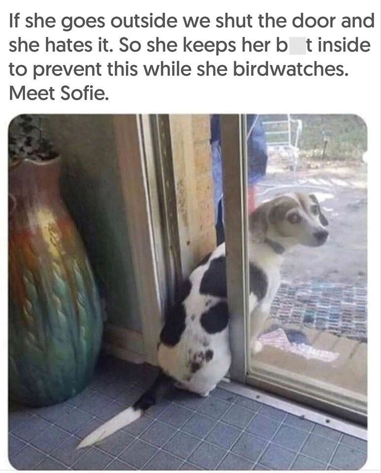 If she goes outside we shut the door and she hates it. So she keeps her bot inside to prevent this while she birdwatches. Meet Sofie.