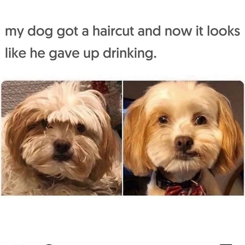 my dog got a haircut and now it looks like he gave up drinking.