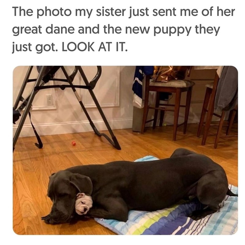 The photo my sister just sent me of her great dane and the new puppy they just got. LOOK AT IT.