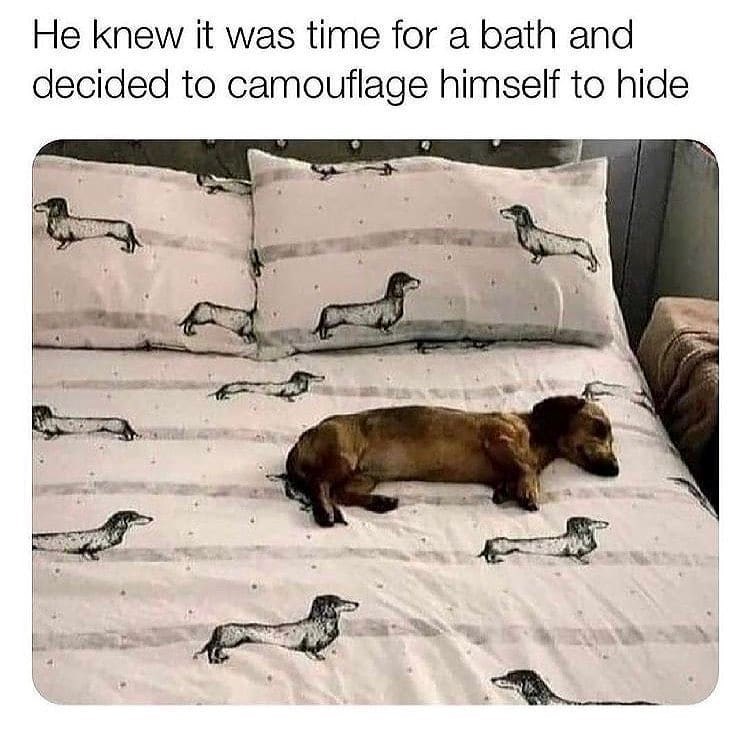 He knew it was time for a bath and decided to camouflage himself to hide