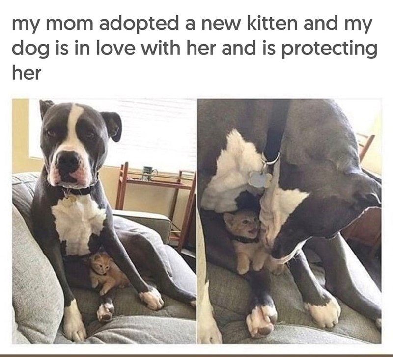 my mom adopted a new kitten and my dog is in love with her and is protecting her