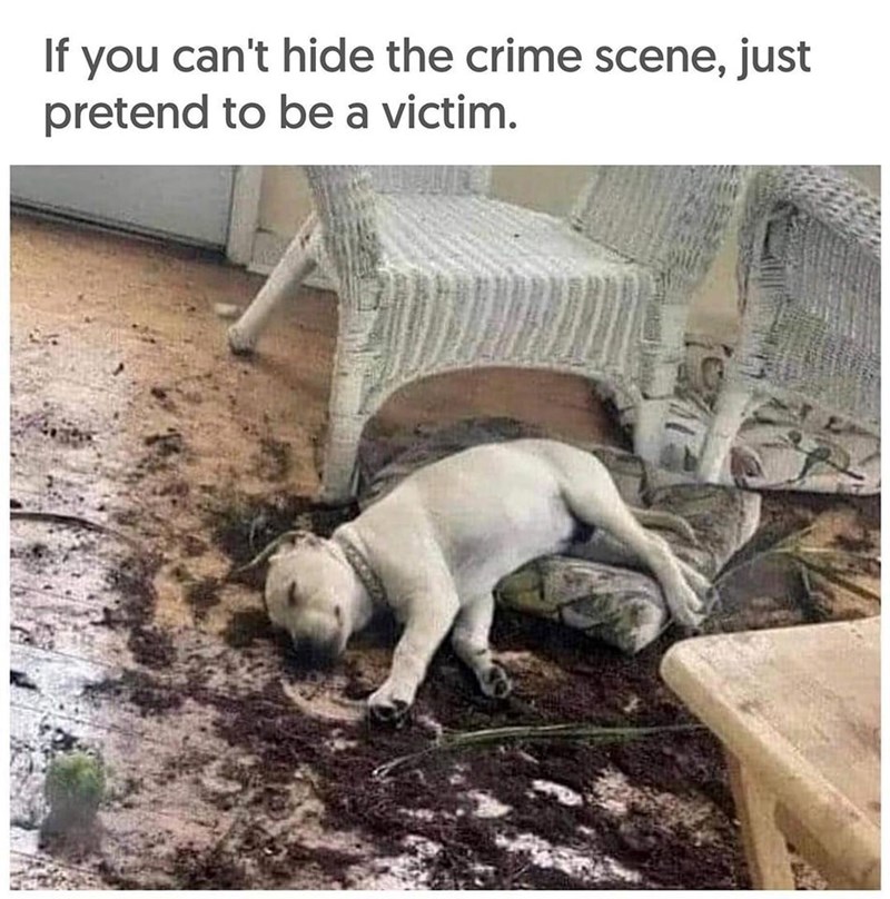 If you can't hide the crime scene, just pretend to be a victim.
