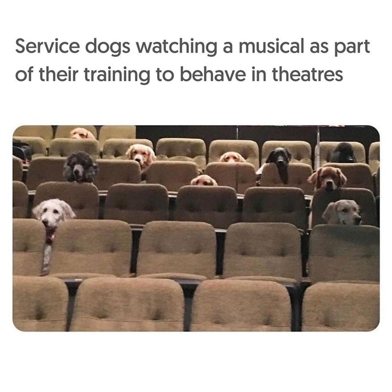 Service dogs watching a musical as part of their training to behave in theatres