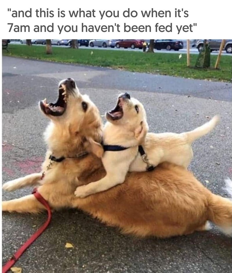 "and this is what you do when it's 7am and you haven't been fed yet"
