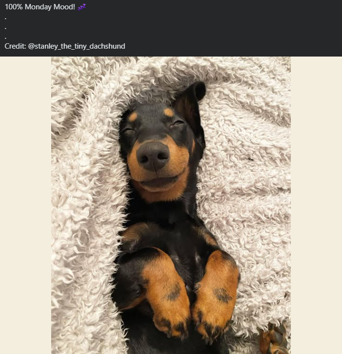 100% Monday Mood! Credit: @stanley_the_tiny_dachshund