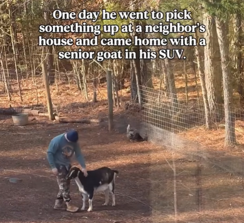 One day he went to pick something up at a neighbor's house and came home with a senior goat in his SUV.