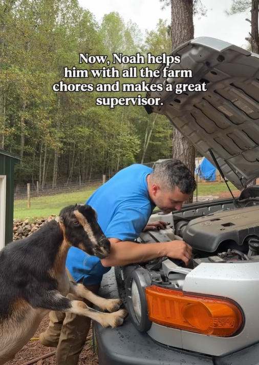 Now, Noah helps him with all the farm chores and makes a great supervisor.