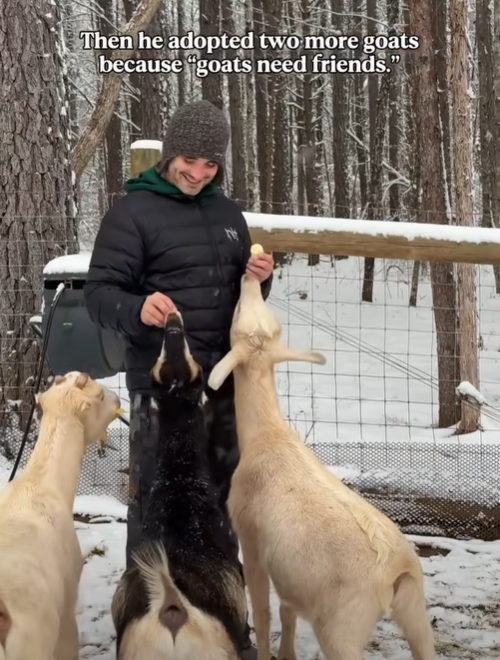 Then he adopted two more goats because "goats need friends."