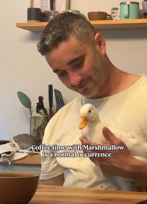 Coffee time with Marshmallow is a normal occurrence.