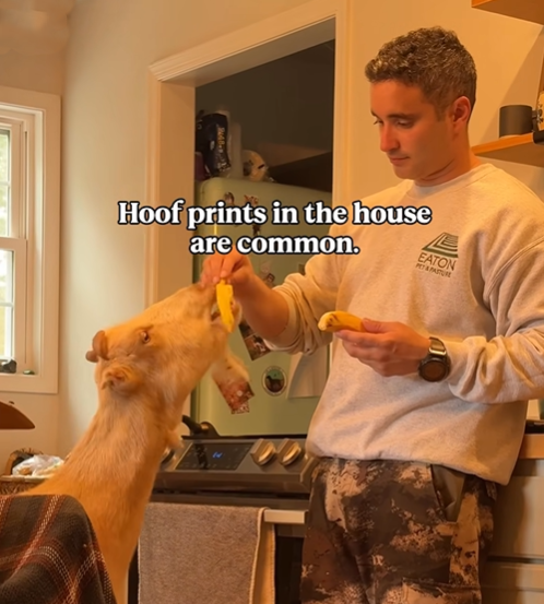 Hoof prints in the house are common. EATON PET & PASTURE
