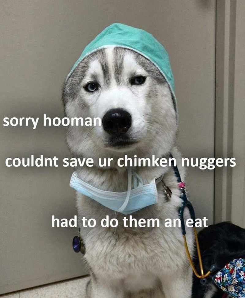sorry hooman couldnt save ur chimken nuggers had to do them an eat