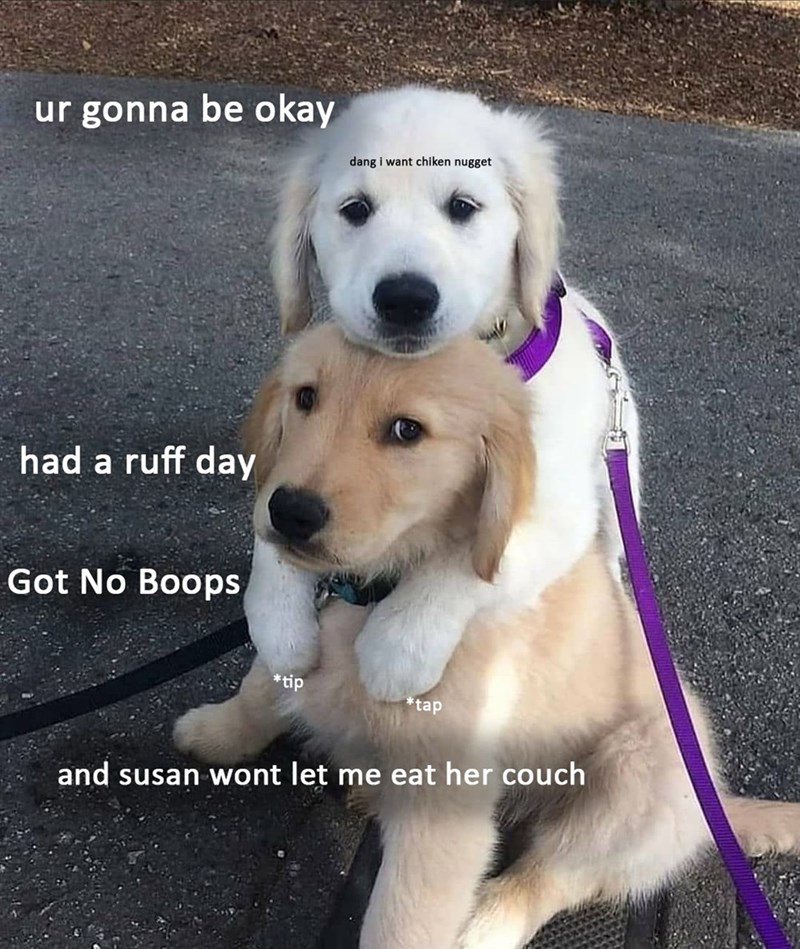 ur gonna be okay dang i want chiken nugget had a ruff day Got No Boops *tip tap and susan wont let me eat her couch
