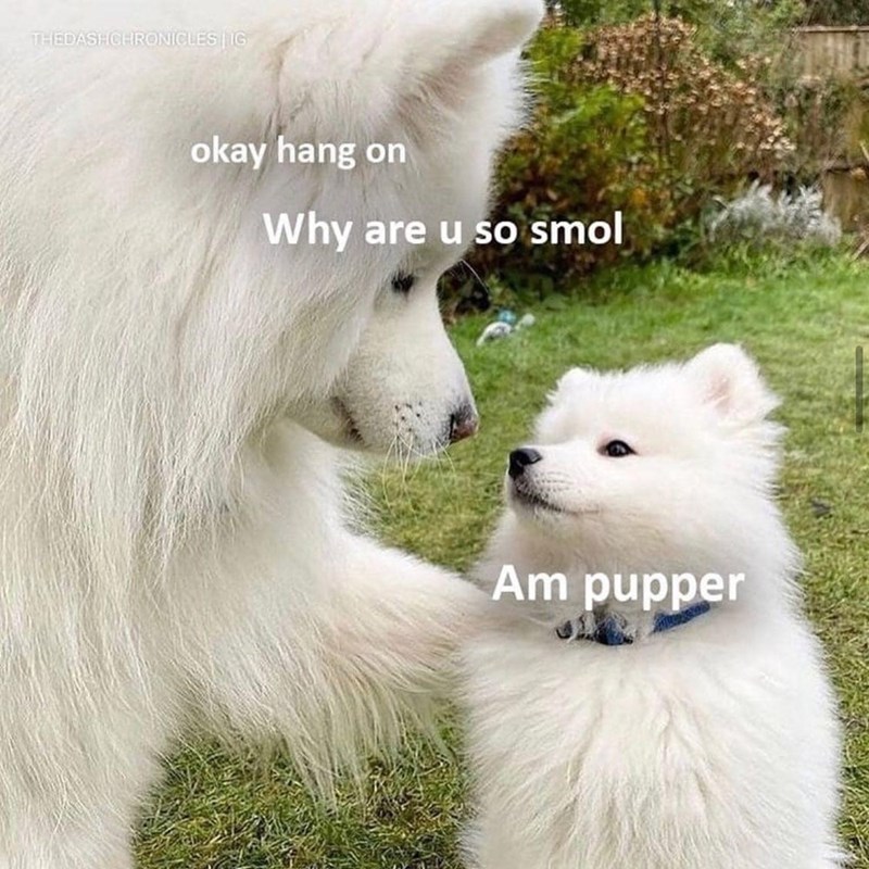 THEDASHCHRONICLES | IG okay hang on Why are u so smol Am pupper