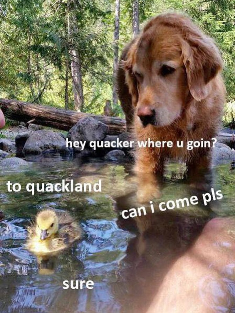 hey quacker where u goin? to quackland can i come pls sure