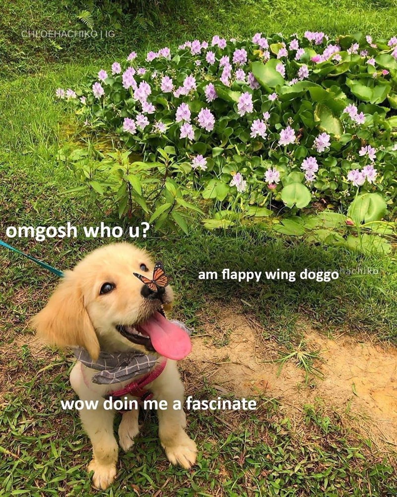 CHLOEHACHIKO | IG omgosh who u? am flappy wing doggo achiko wow doin me a fascinate