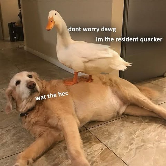 wat the hec dont worry dawg im the resident quacker @ducksmake