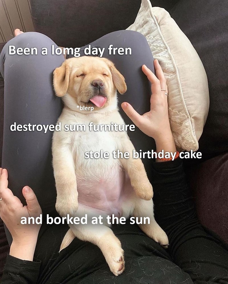 Been a long day fren *blerp destroyed sum furniture stole the birthday cake and borked at the sun