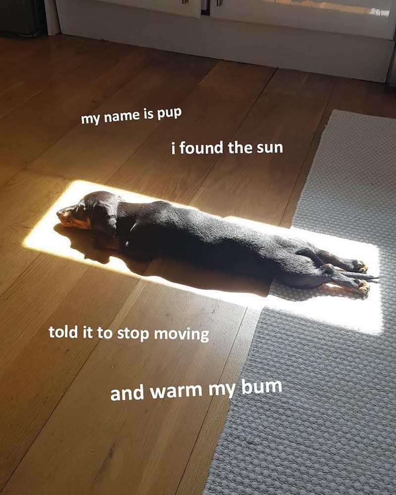 my name is pup i found the sun told it to stop moving and warm my bum