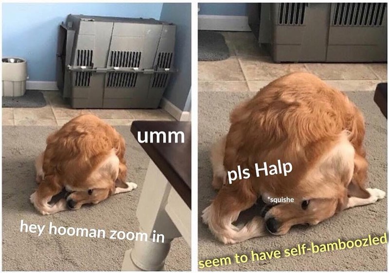 umm hey hooman zoom in pls Halp *squishe seem to have self-bamboozled