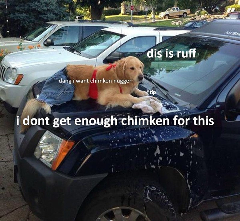 dis is ruff dang i want chimken nugger *tip i dont get enough chimken for this NISS