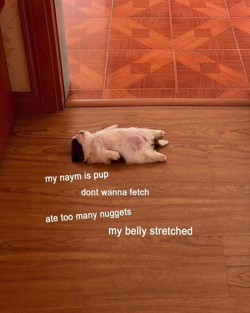 my naym is pup dont wanna fetch ate too many nuggets my belly stretched