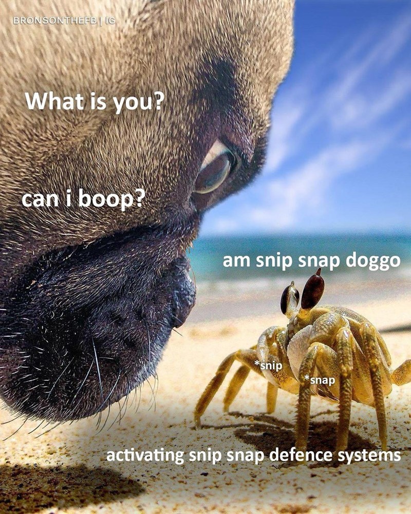 BRONSONTHEFB IG What is you? can i boop? am snip snap doggo *snip snap activating snip snap defence systems