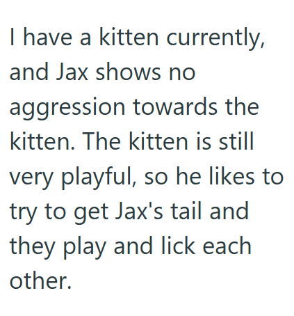 I have a kitten currently, and Jax shows no aggression towards the kitten. The kitten is still very playful, so he likes to try to get Jax's tail and they play and lick each other.