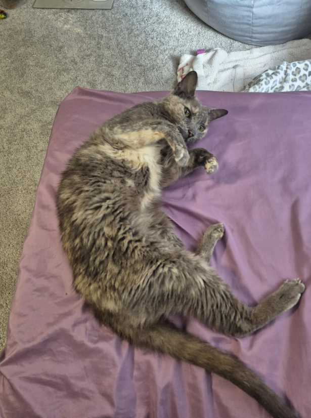 Cheezburger Image 10650292736