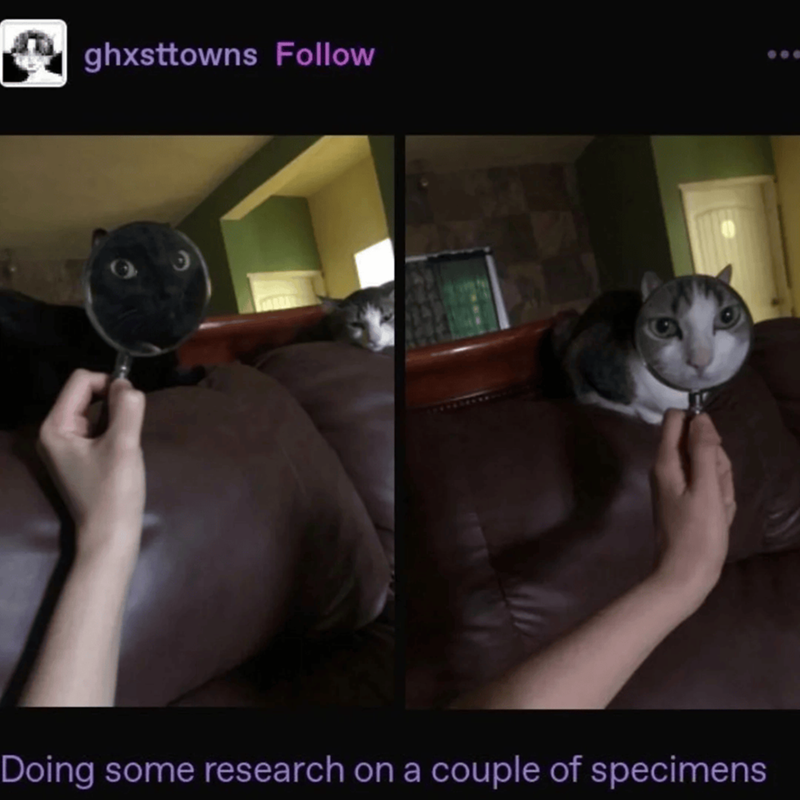 ghxsttowns Follow ง Doing some research on a couple of specimens