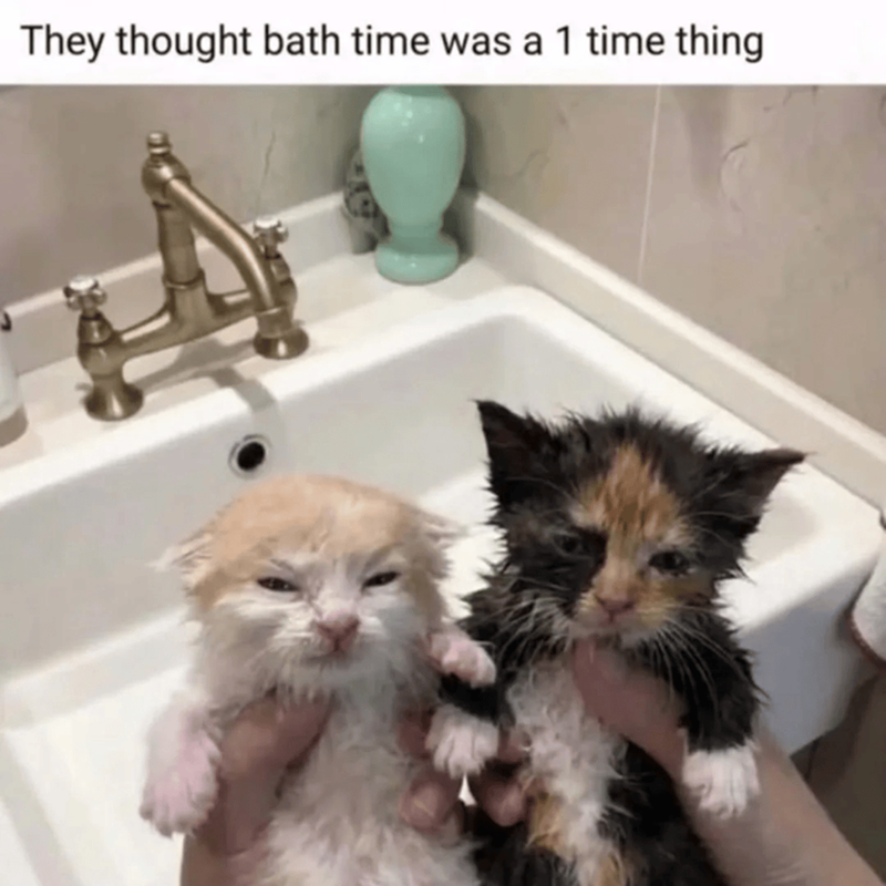 They thought bath time was a 1 time thing