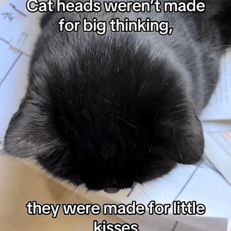 14 Cat heads weren't made for big thinking, they were made for little kisses