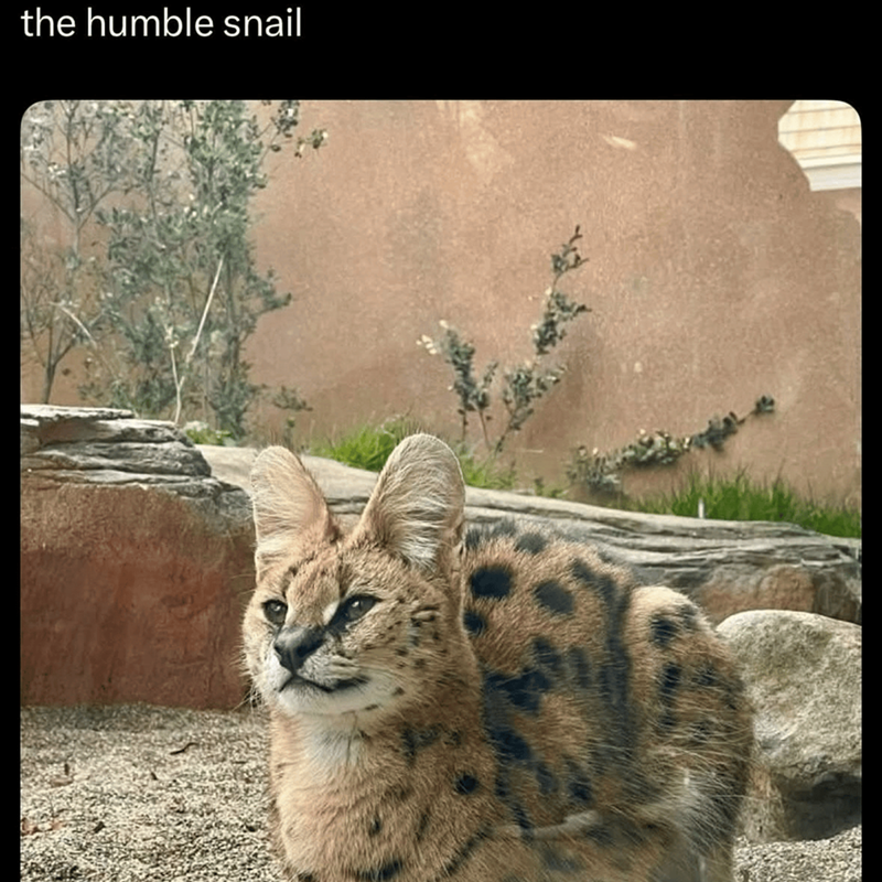 the humble snail